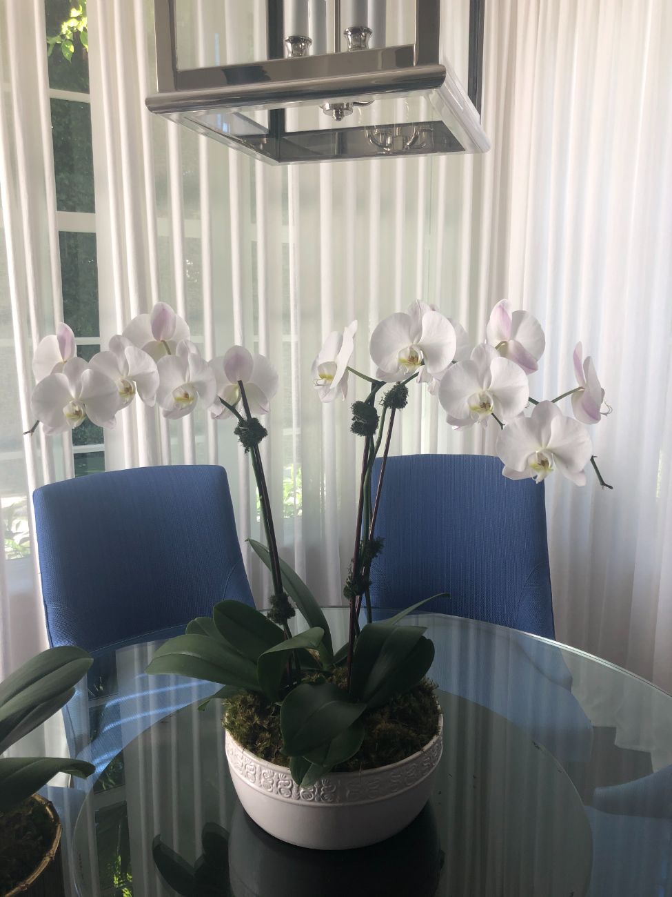 Blue orchid arrangement for flower delivery in West Palm Beach