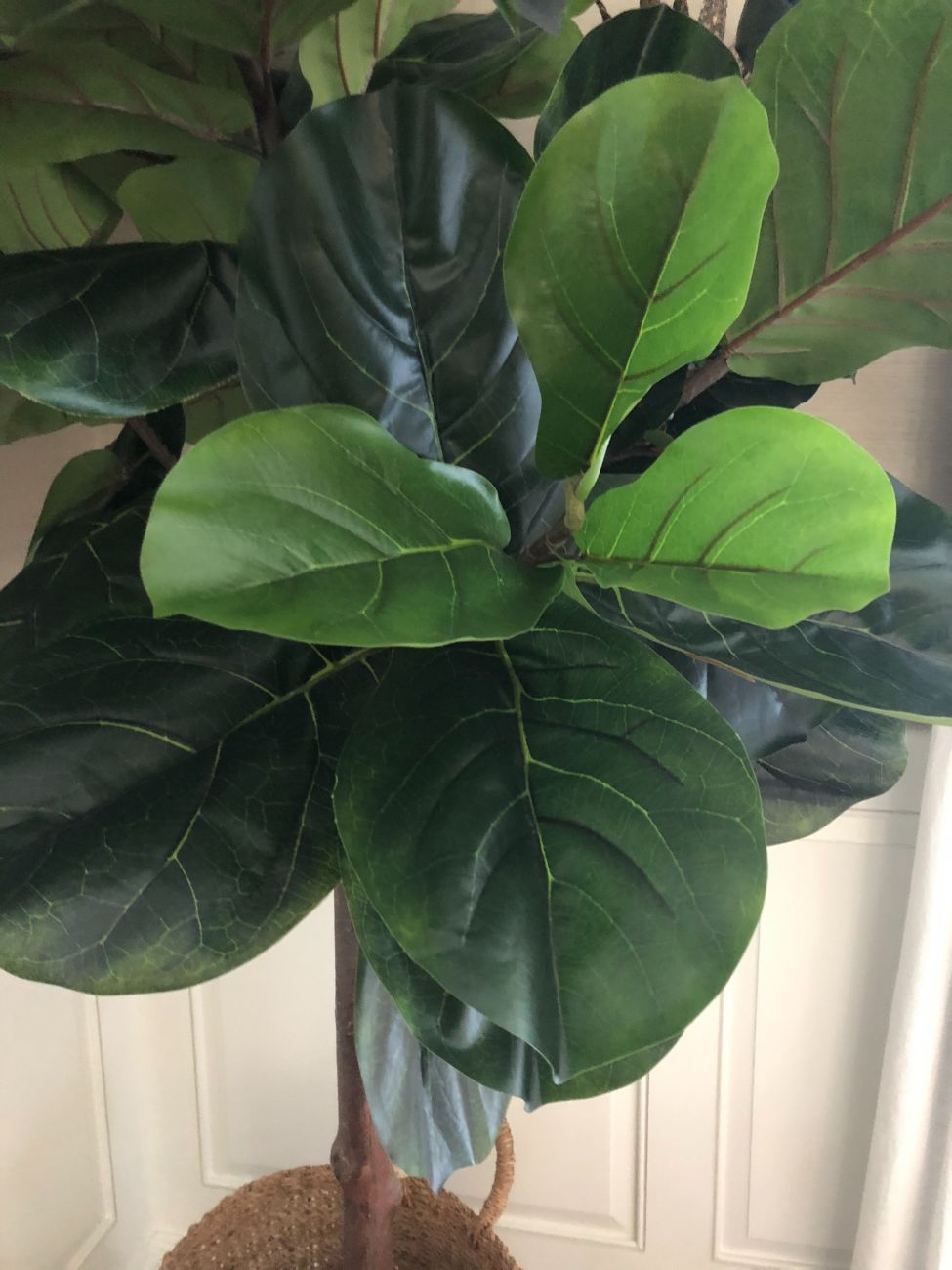 Greenery for West Palm Beach offices and hospitality spaces