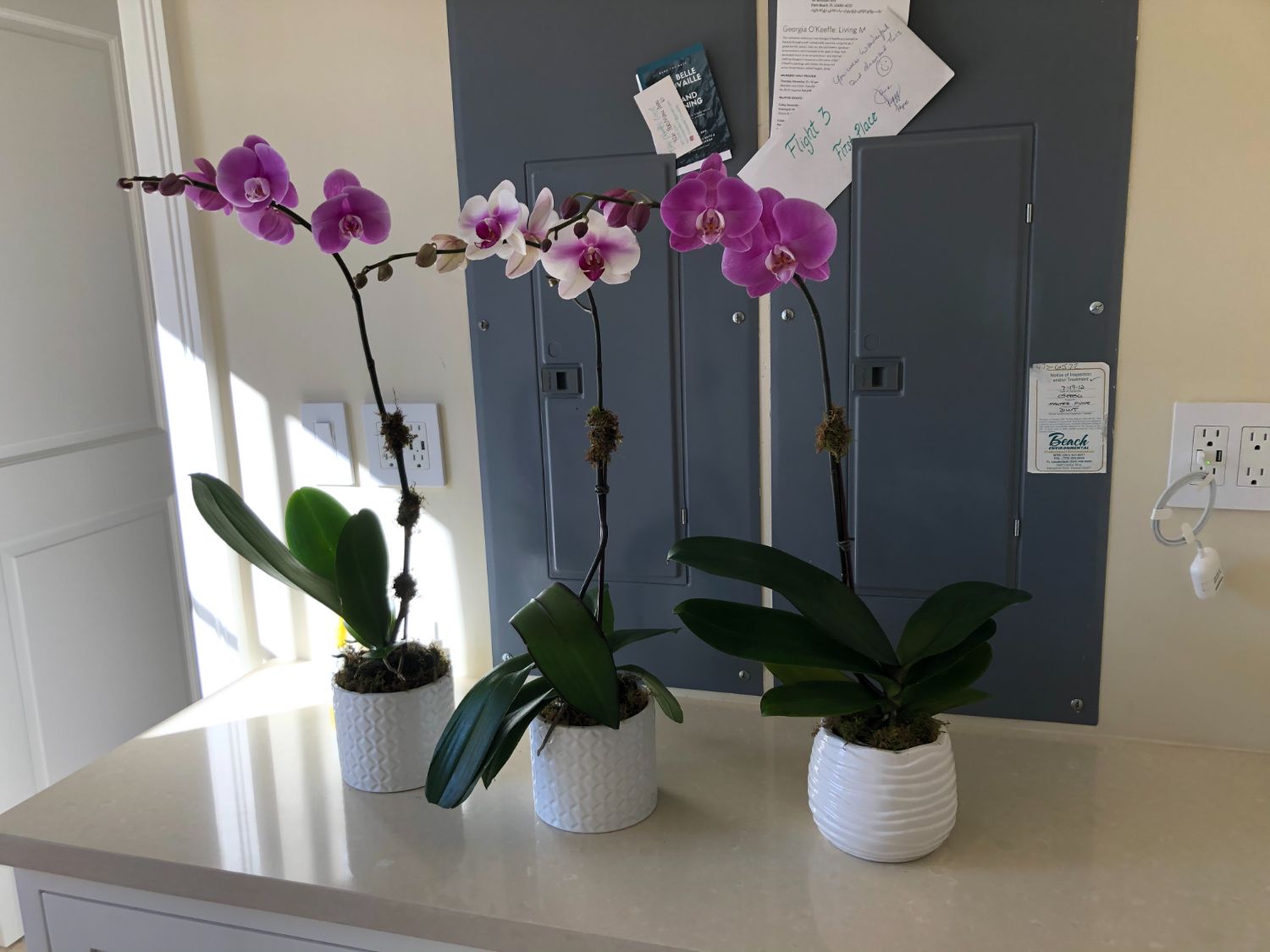Orchid arrangement, The Orchid, by Flor de Mizpa